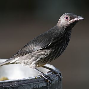 Asian Glossy Starling - 28/09/2011