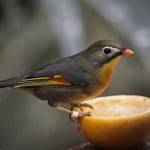 Pekin Robin - 28/09/2011