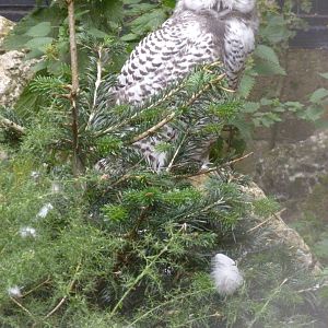 Snowy owl chick