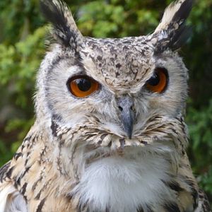 Bengal eagle owl