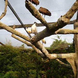 African bird exhibit 3