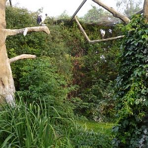 African bird exhibit 5