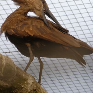 Hammerkop