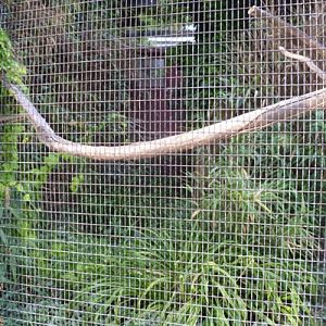 blyth's hornbill exhibit