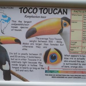 Toucan info poster