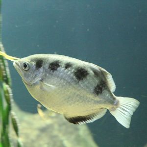 Archerfish
