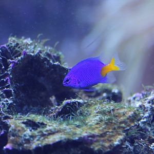Azure Demoiselle (Chrysiptera parasema)