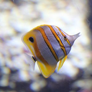 Banded Coralfish (Chelmon rostratus)