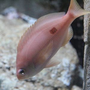 Butterfly Perch (Caesioperca lepidoptera)