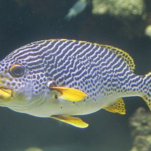 Diagonalbanded Sweetlips (Plectorhinchus lineatus)