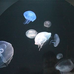Jellyfish