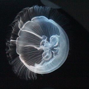 Jellyfish