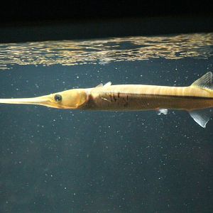 Freshwater Longtom (Strongylura krefftii)