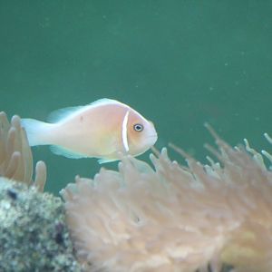 Pink Anemonefish (Amphiprion perideraion)