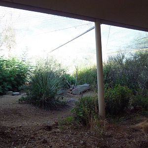 Burrowing Owl Exhibit