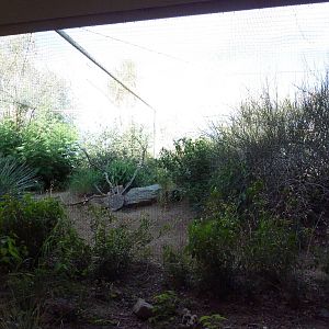 Burrowing Owl Exhibit