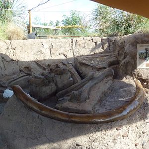 Mammoth Dig Site