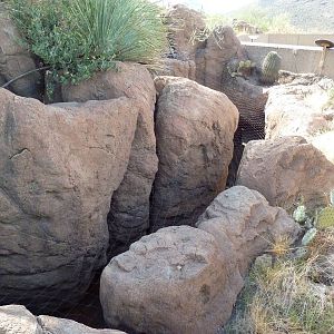 Cat Canyon - Ocelot Exhibit