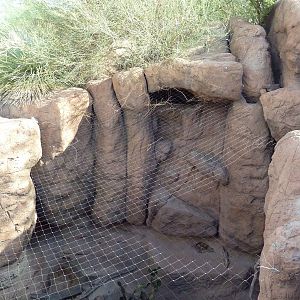 Cat Canyon - Ocelot Exhibit