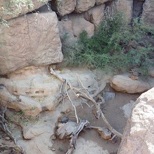 Cat Canyon - Bobcat Exhibit