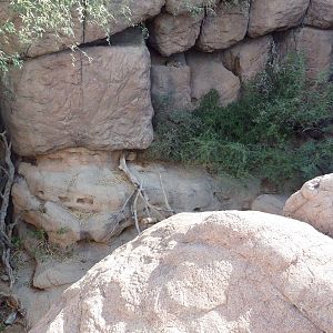 Cat Canyon - Bobcat Exhibit