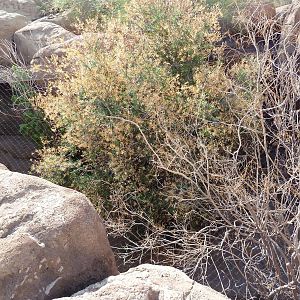 Cat Canyon - Gray Fox Exhibit