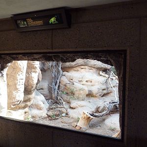 Cat Canyon - Bobcat Exhibit