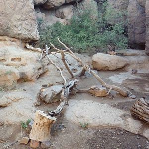 Cat Canyon - Bobcat Exhibit