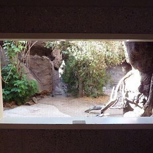 Cat Canyon - Gray Fox Exhibit