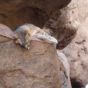 Cat Canyon - Gray Fox