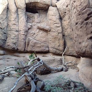 Cat Canyon - Ocelot Exhibit