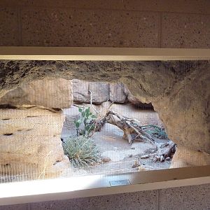 Cat Canyon - Ocelot Exhibit