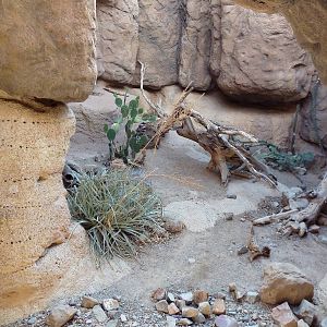 Cat Canyon - Ocelot Exhibit