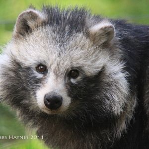 Racoon Dog Female