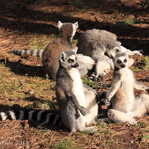 Sunbathing Lemurs