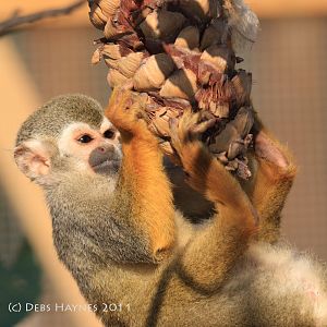 Squirrel Monkey Enrichment
