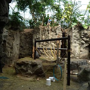 Gorilla Exhibit