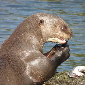Giant Otter
