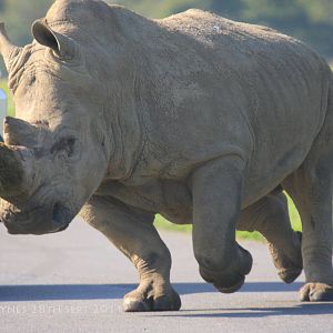 When Rhinos Get Rowdy..!!