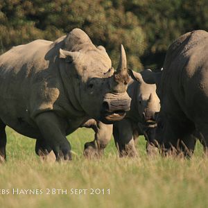 When Rhinos Get Rowdy..!!
