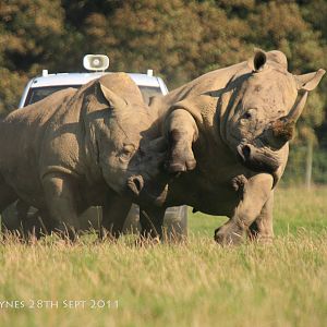 When Rhinos Get Rowdy..!!