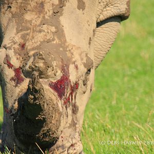 When Rhinos Get Rowdy..!!