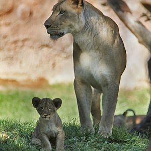cub and mom