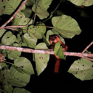 Identification help needed