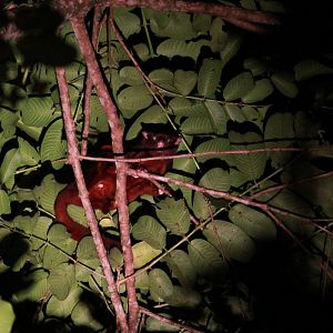 Identification help needed