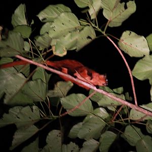 Identification help needed