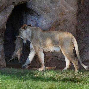 mom taking cub inside