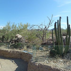 Chuckwalla/Eastern Collared Lizard Exhibit
