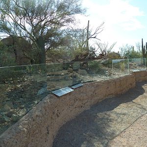 Chuckwalla/Eastern Collared Lizard Exhibit