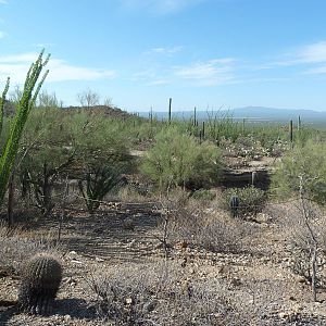 Javelina Exhibit